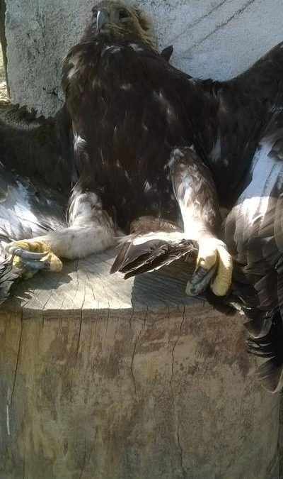 OTHERWISE, ALBANIA WILL NOT BE CALLED ANY MORE “THE COUNTRY OF EAGLES”