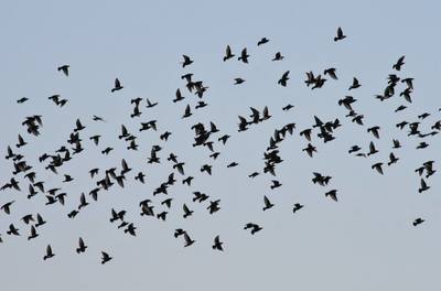 Windy Bird Migration Camp