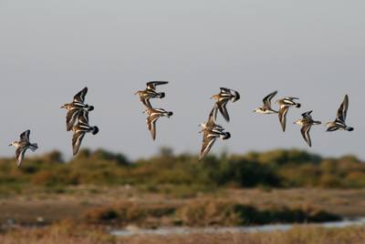This is Divjaka – Now Highly Endangered