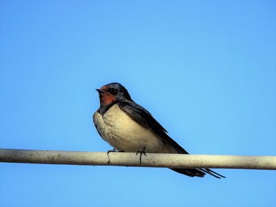 SAVE DIVJAKA NATIONAL PARK!