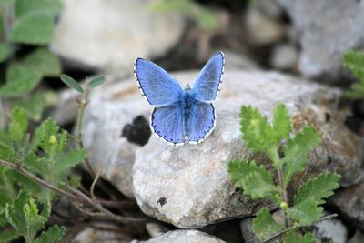 BIRDING IN ALBANIA