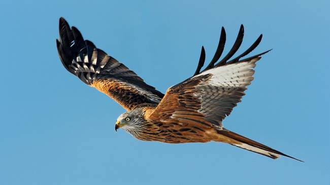 MIGRATING THROUGH ALBANIA