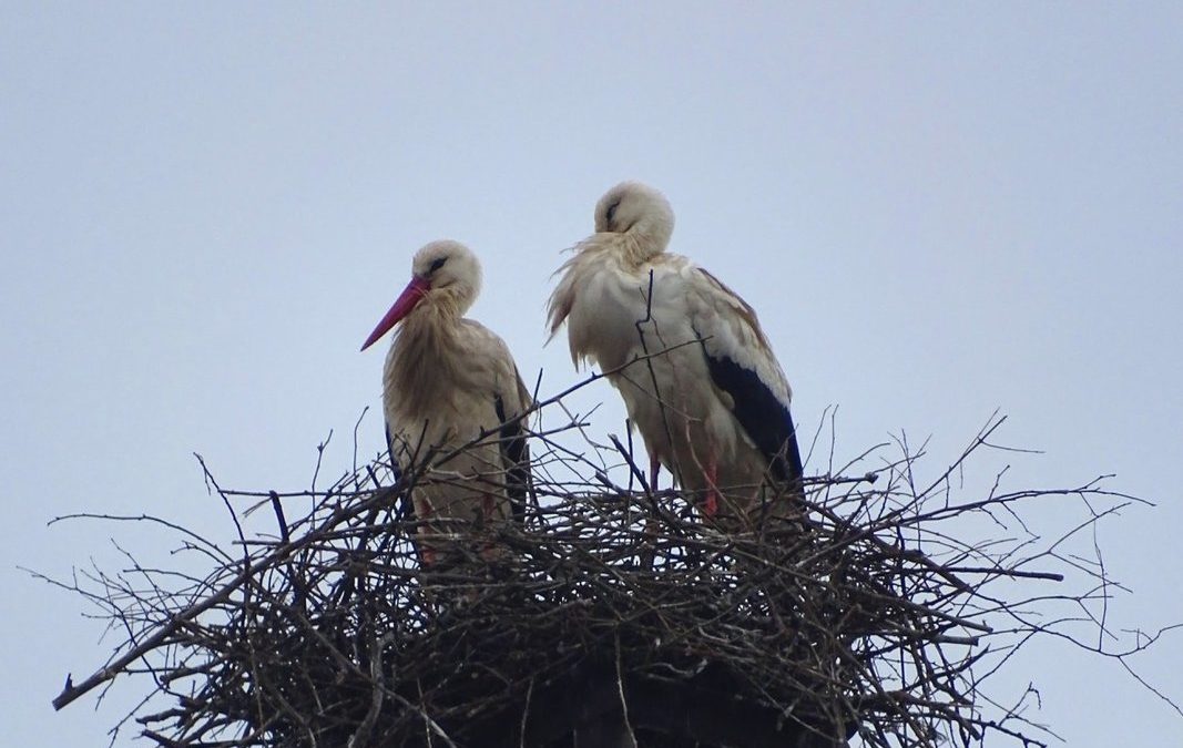 WHITE STORKS NEED PROTECTION