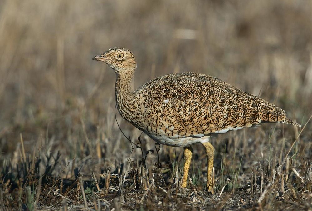 LITTLE BUSTARD (T. tetrax) ALBANIA