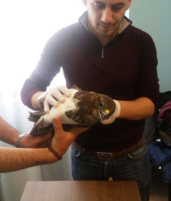 Buzzard (Buto buteo) Recovery