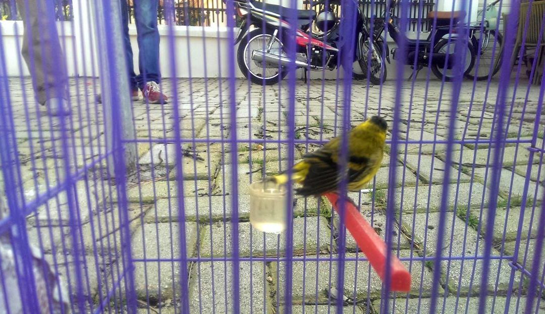 STOP ILLEGAL TRAPPING OF SONGBIRDS IN ALBANIA