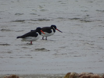 SHOREBIRDS WORLD DAY