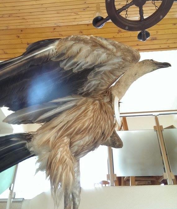 Assessment of the Impact of Illegal Killing on Vultures in Albania (2010-2018)