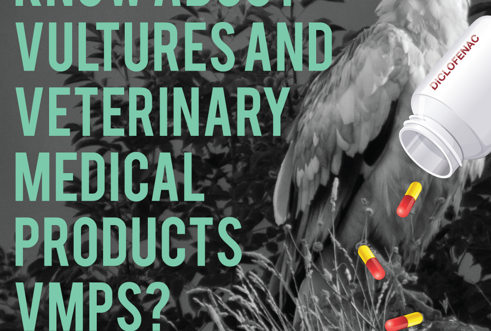 Identify and evaluate the use of veterinary drugs affecting the Egyptian Vulture