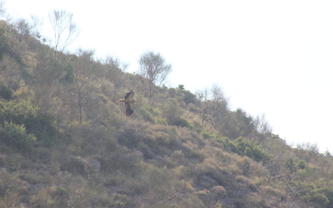 Exciting sightings from Egyptian Vulture territories in Albania!