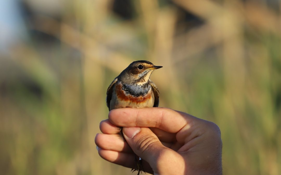 “BIRD RINGING CAMP – TALE 2019”