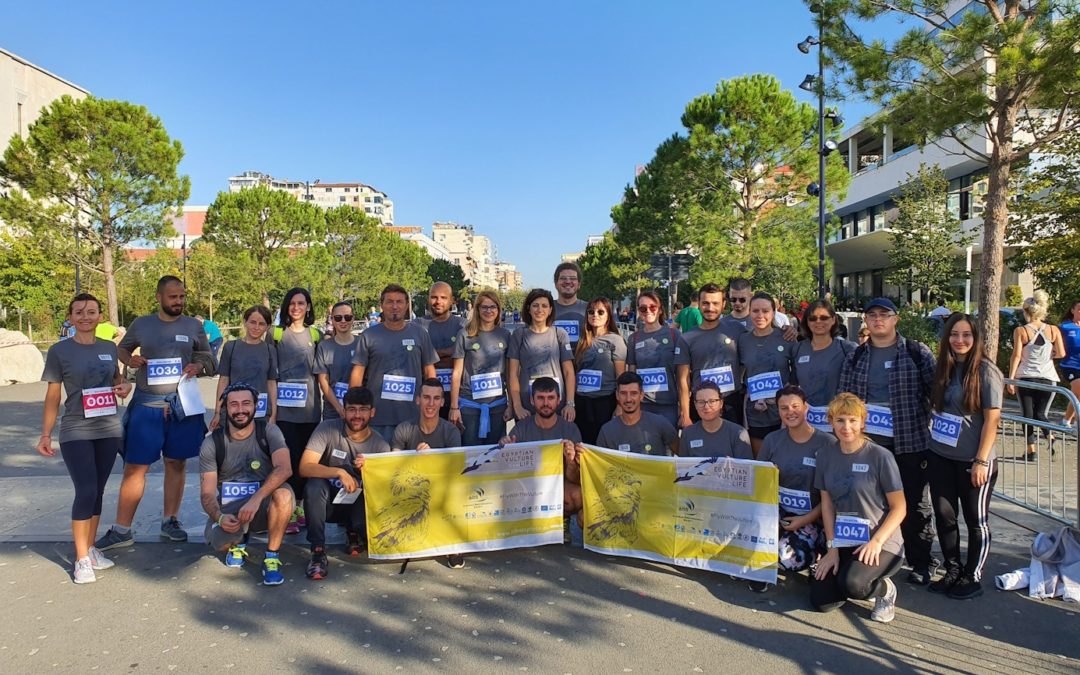The Egyptian Vulture stole the spotlight of the “Tirana Half Marathon”!