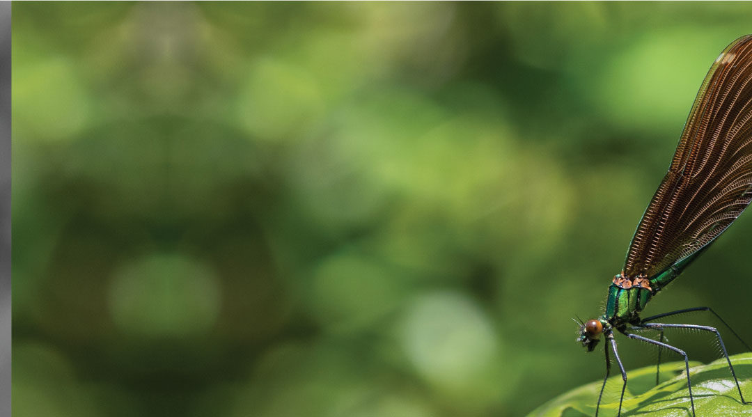 International Expert on Ecosystem Services-Postponed