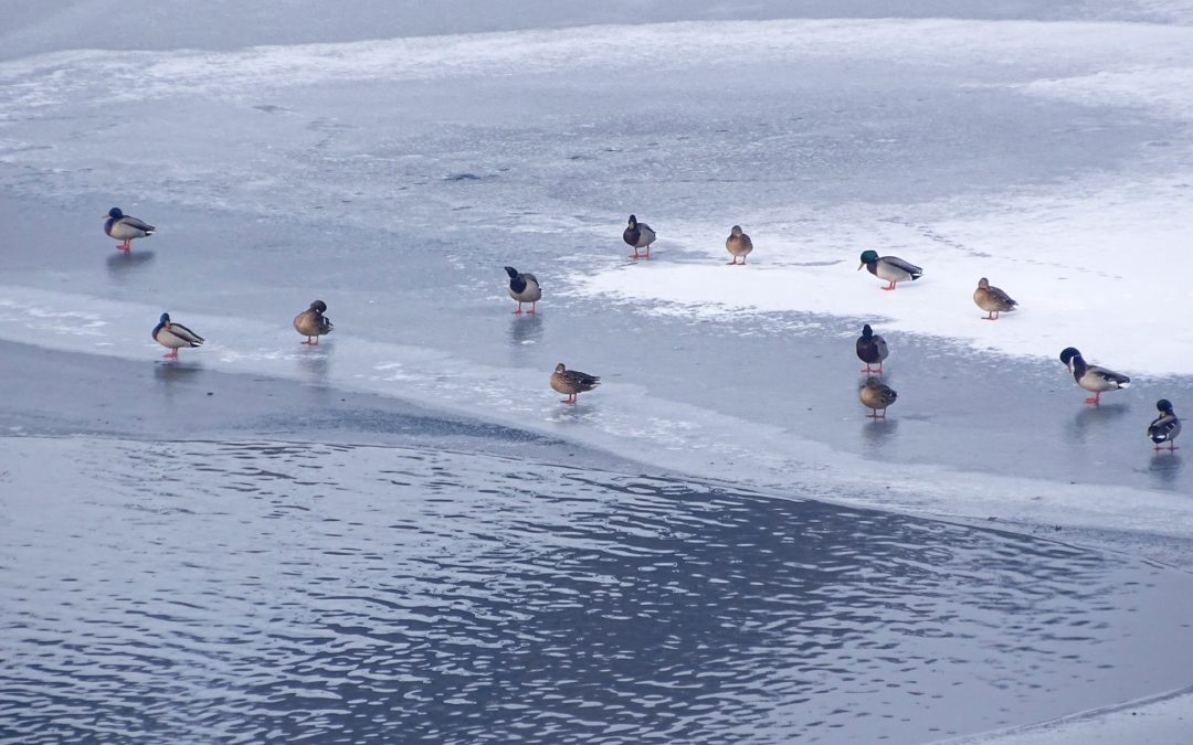 Get ready for the International Waterbird Census 2020 in Albania