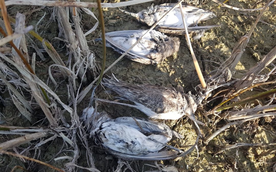 Poachers caught and hunting hides destroyed