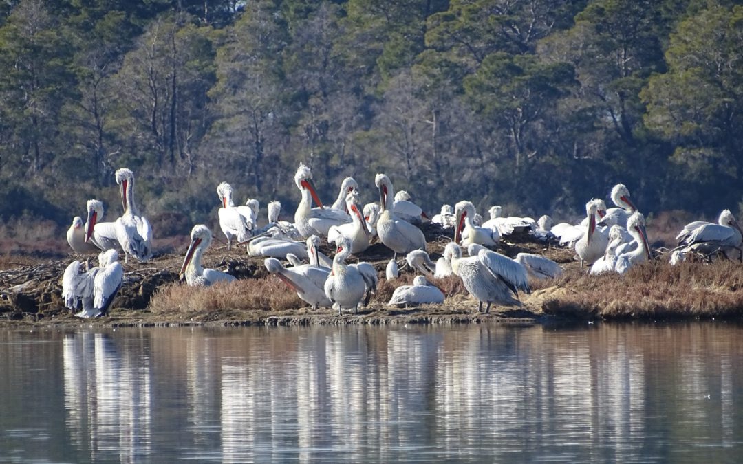 Highest of records for the colony of the Dalmatian Pelicans breeding in Divjaka