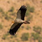 Egyptian Vulture AOS