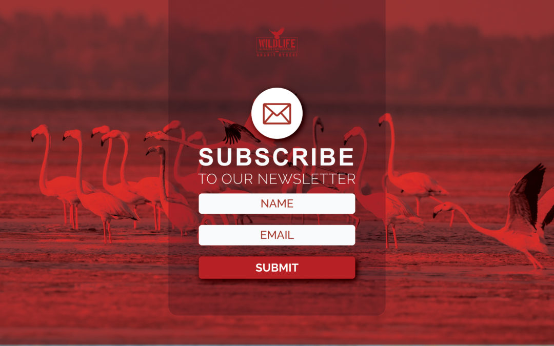 Announcing our new monthly AOS e-NEWSLETTER
