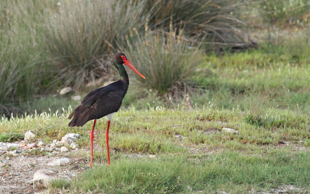 The discreet bird is already observed: Black Storks in Albania