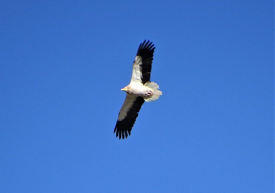 Results of the spring monitoring of the Egyptian vulture in the Balkans and Albania