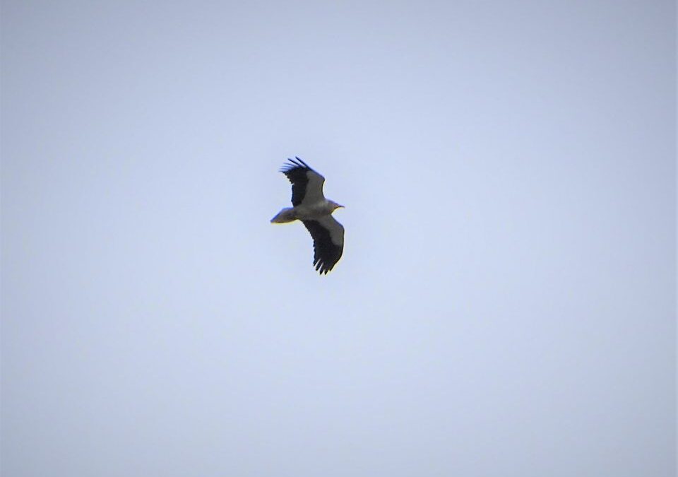 Monitoring of the Egyptian vulture in Albania