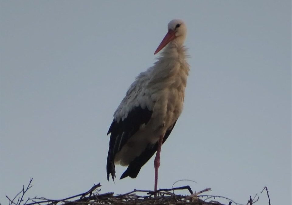 The breeding platform in Fier shelters the White Storks even in Winter