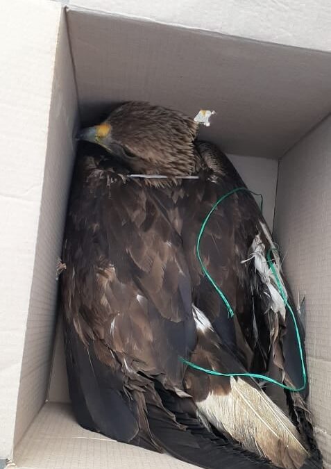 THE GOLDEN EAGLE, OUR NATIONAL SYMBOL, IS SHOT WITH A FIREARM