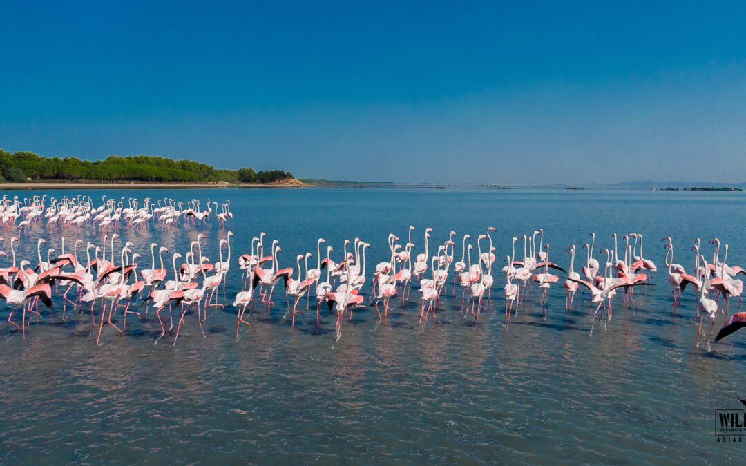 Press Release of the Grouping of Environmental Organizations Regarding the Decision Making for the Construction of Vlora International Airport in the Vjosa-Narta Protected Area (February 9, 2021)
