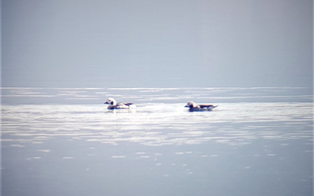 Long Tailed Duck, from the Arctic to Kune-Vain!