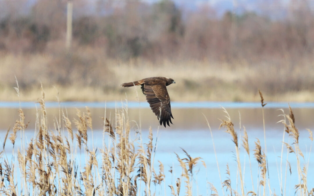 BirdID Albania: Interesting observation from Kune-Vain-Tale Nature Park