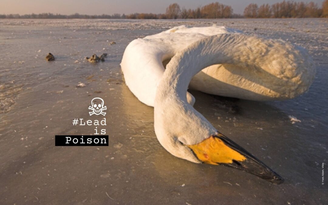 Impacts of lead shot ammunition in wetlands