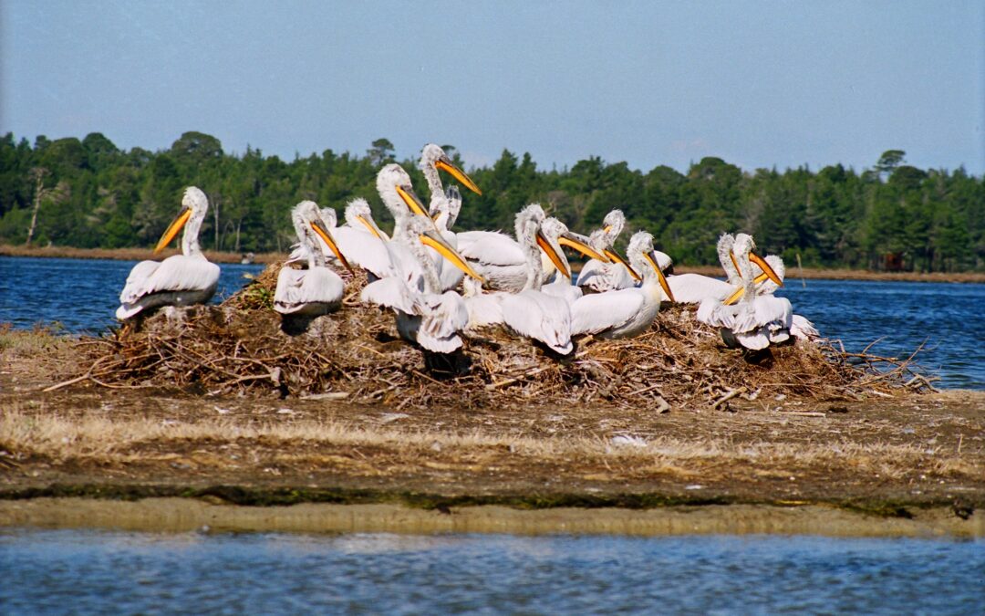 HAPPY NATIONAL PELICAN’S DAY!