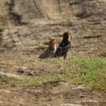 Establishing a Long-Term Bird Monitoring Scheme in Albania: First International Census Plot 2024