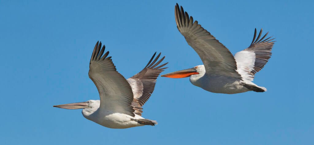 Dalmatian Pelican, Pelikani KacurrelPelecanus crispus © Eno Gace