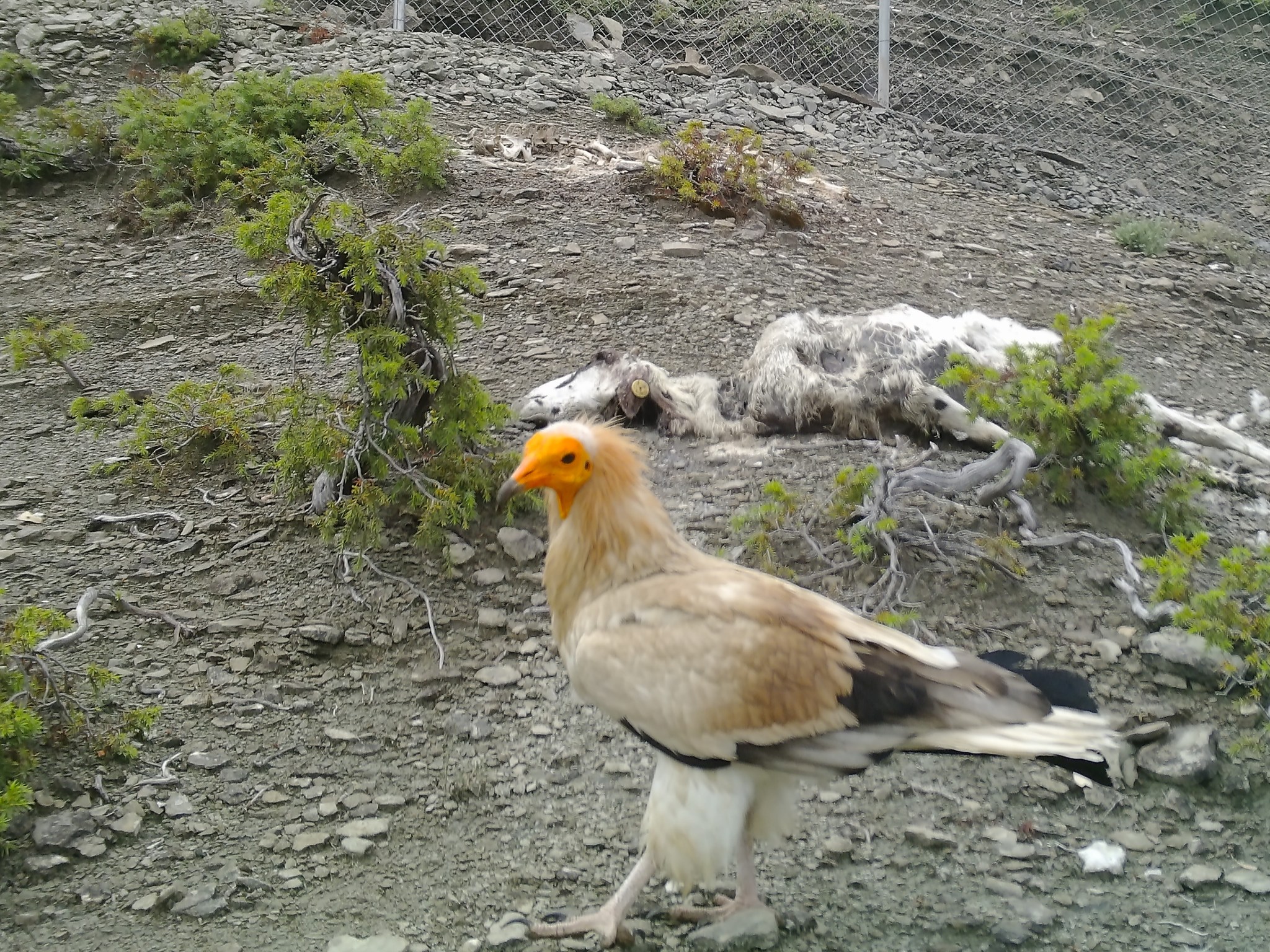 Egyptian Vulture, feeding on the supplementary food offered by AOS-Albanian Ornithological Society and AdZM Gjirokaster