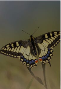 Plani i Veprimit per Biodiversitetin Bashkia Tirane
