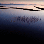 Prozhum Project The Great Green Wall of Divjaka-Karavasta National Park